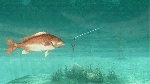 PC Gaming Show 2026 Tráiler - About Fishing