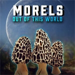 Morels: Out of this World