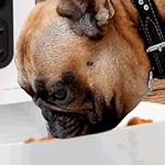 Nexxt Solutions trae el Dispensador Inteligente de alimento para mascotas