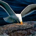 Ciclo de películas sobre el DÍA MUNDIAL DE LOS OCÉANOS en LUMITON.AR