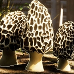 Anunciado Morels: The Hunt 2