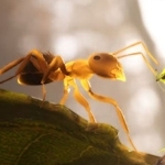 Empire of the Ants reveló un nuevo tráiler