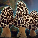 Morels: Out of this World se muestra en un nuevo tráiler