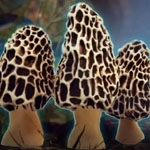 Morels: Out of this World llega a PC el 28 de mayo